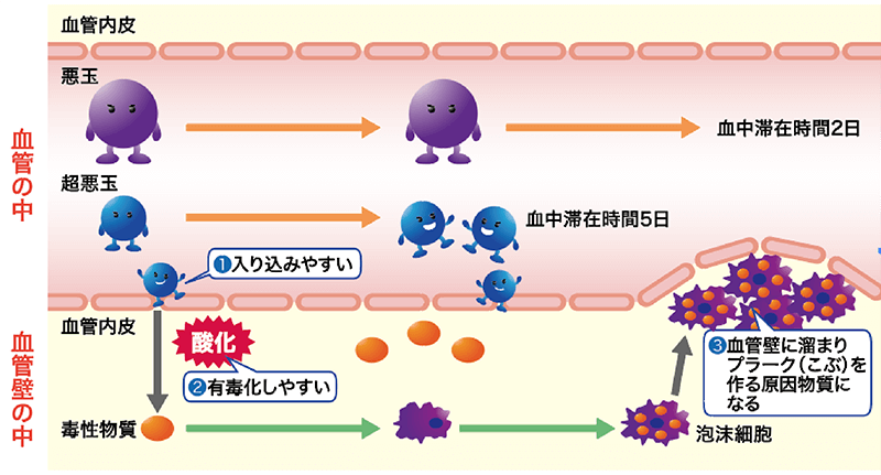 図:悪玉が動脈硬化を起こすまで