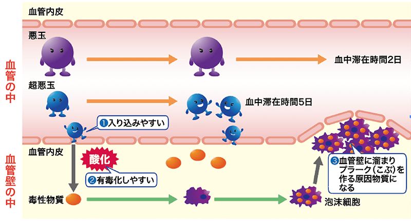 図：悪玉が動脈硬化を起こすまで